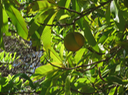 15 Dillenia indica L. -  Pomme d'éléphant -  Dilleniaceae - Asie  Inde