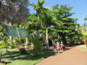 2 Roystonea oleracea - Palmier royal -  Arecaceae - Barbades, Trinidad, Tobago et Venezuela