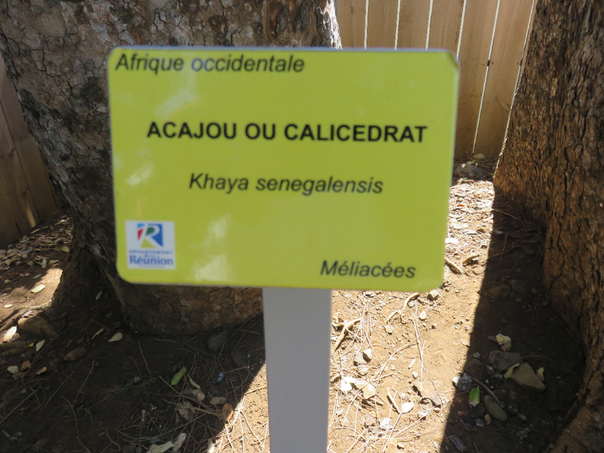 23 Khaya senegalensis - Acajou du Sénégal -MELIACEE - Afrique occidentale Tronc