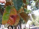 28 Chrysophyllum cainito - Pomme de lait - Sapotaceae  - Mexique. Amérique centrale. Caraïbes