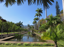 3 Roystonea oleracea - Palmier royal -  Arecaceae - Barbades, Trinidad, Tobago et Venezuela