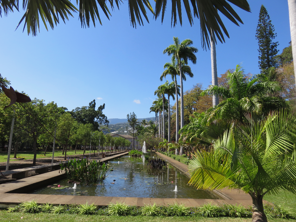 3 Roystonea oleracea - Palmier royal -  Arecaceae - Barbades, Trinidad, Tobago et Venezuela