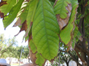 31 Theobroma cacao L. - Cacaoyer - Malvaceae - Mexique