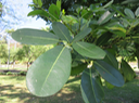 36 Tabebuia rosea - Calice du pape - Bignoniaceae - Exotique - Amérique centrale  Feuille
