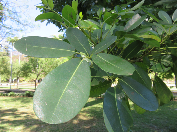36 Tabebuia rosea - Calice du pape - Bignoniaceae - Exotique - Amérique centrale  Feuille
