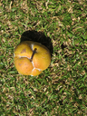 4 Dillenia indica L. -  Pomme delephant -  Dilleniaceae - Asie  Inde