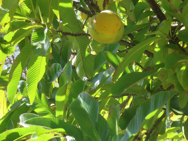 4 Dillenia indica L. -  Pomme delephant -  Dilleniaceae - Asie  Inde (3)