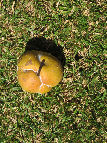 4 Dillenia indica L. -  Pomme delephant -  Dilleniaceae - Asie  Inde