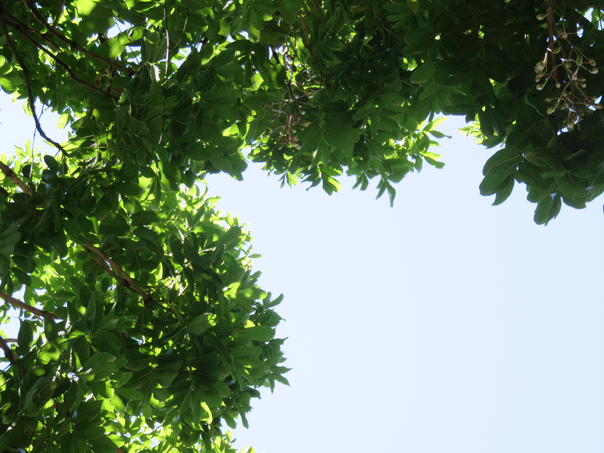 43 Kigelia africana (Lam.) Benth. - Arbre à saucisses - Bignoniaceae - Afrique tropicale