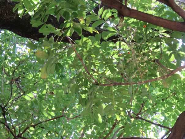 45 Kigelia africana (Lam.) Benth. - Arbre à saucisses - Bignoniaceae - Afrique tropicale