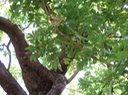 46 Kigelia africana (Lam.) Benth. - Arbre à saucisses - Bignoniaceae - Afrique tropicale