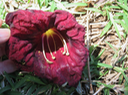 47 Kigelia africana (Lam.) Benth. - Arbre à saucisses - Bignoniaceae - Afrique tropicale  Fleur