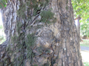50 Calophyllum inophyllum L. - Takamaka des bas - Clusiaceae - Exo. Tronc