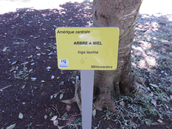 59 Inga laurina - Arbre à miel  - Fabaceae