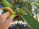 61 Ficus sp