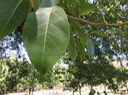 62 Ficus sp