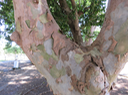 68 Terminalia arjuna (Roxb. ex DC.) Wight et Arn - Carambole marron - Combretaceae  - Inde
