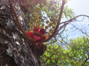 74 Couroupita guianensis Aubl.  - Arbre à boulets de canon - Lecythidaceae - Amérique centrale et du Sud