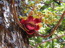 76 Couroupita guianensis Aubl.  - Arbre à boulets de canon - Lecythidaceae - Amérique centrale et du Sud