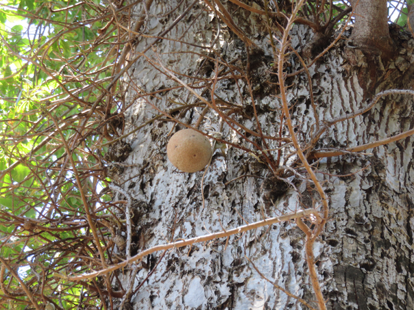 77 Couroupita guianensis Aubl.  - Arbre à boulets de canon - Lecythidaceae - Amérique centrale et du Sud