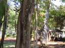 8 Tabebuia rosea - Calice du pape - Bignoniaceae - Exotique - Amerique centrale Tronc