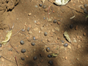 83 Vitex doniana - Grain de bouchon - Verbenacea