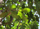 86 Barringtonia asiatica - Bonnet de prêtre - LECYTHIDACEE - Indopacifique