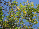 9 Tabebuia rosea - Calice du pape - Bignoniaceae - Exotique - Amerique centrale