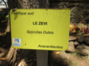 94 Spondias dulcis  - Zévi - Anacardiaceae - Exo. Mélanésie
