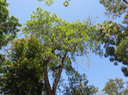96 Spondias dulcis  - Zévi - Anacardiaceae - Exo. Mélanésie