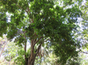 98 Inga laurina - Arbre à miel  - Fabaceae