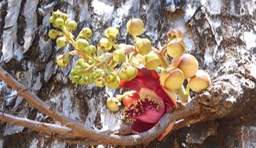 Arbre boulet de canon fleur