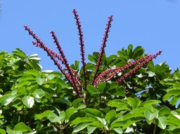 Arbre ombrelle 1