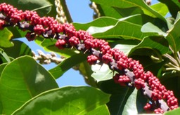 Arbre ombrelle 2