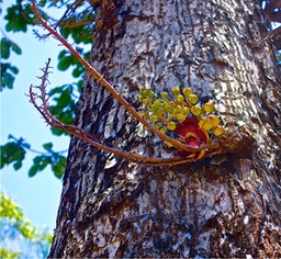 Couroupita guianensis Aubl.  - Arbre à boulets de canon - Lecythidaceae - Amérique centrale et du Sud