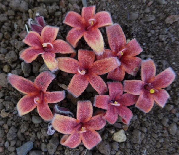 Fleurs tombées de l'arbre caca