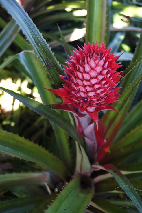 Ananas_rouge