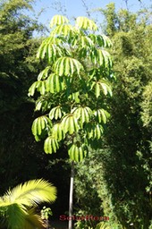 Arbre_pieuvre_-_Schefflera_actinophylla_-_Araliace_e_-_exo