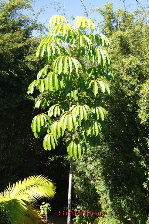 Arbre_pieuvre_-_Schefflera_actinophylla_-_Araliace_e_-_exo