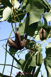 Aristoloche-2