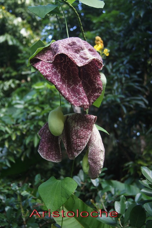 Aristoloche-_Les_fleurs