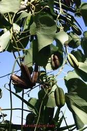 Aristoloche_-_Aristolochia_grandiflora_-_Aristolochiace_e-_exo