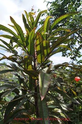 Bois_d_e_ponge_-_Gastonia_cutispongia_-_Araliace_e_-_B