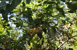 Buddleia_sp