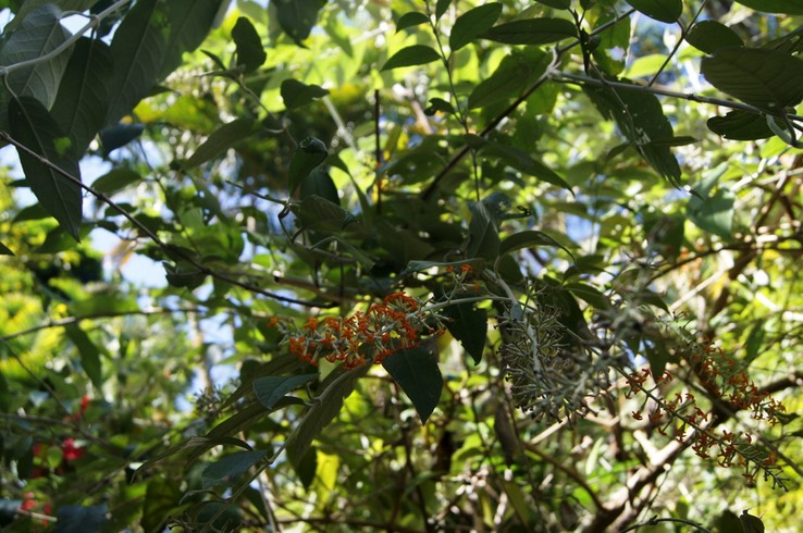 Buddleia_sp