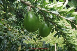 Calebassier-_Crescentia_cujete-_Bignoniace_e_-_exo