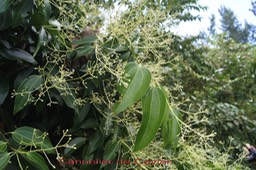 Cannelier_de_Ceylan_-Cinnamomum_zeilanicum-_Laurace_e_-_exo