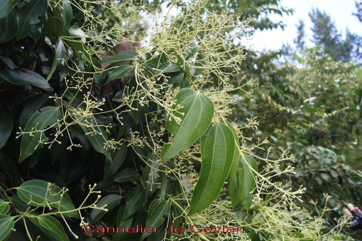Cannelier_de_Ceylan_-Cinnamomum_zeilanicum-_Laurace_e_-_exo