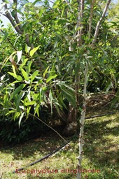 Eucalyptus_cirtronnelle-_Myrtace_e_-_exo