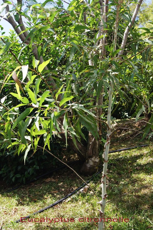 Eucalyptus_cirtronnelle-_Myrtace_e_-_exo